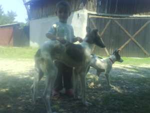vand ogar barzoi