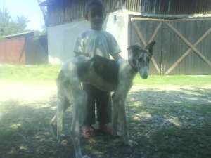 vand ogar barzoi