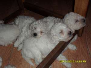catei de rasa bichon bolognese si frise