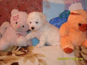 catei de rasa bichon bolognese si frise