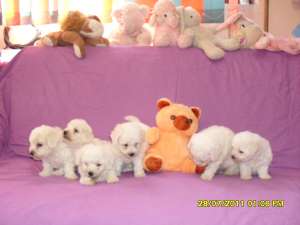 catei de rasa bichon bolognese si frise