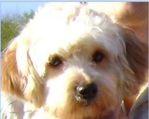 PIERDUT BICHON HAVANEZ,     ALB,     1 AN,     NUME OTTO
