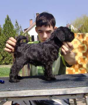 Schnauzer pitic negru de v�nzare căţeluş