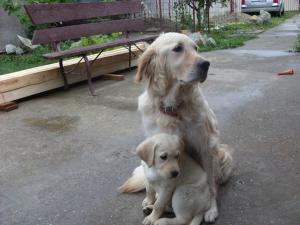 Vand pui labrador.Pret 120 euro neg!