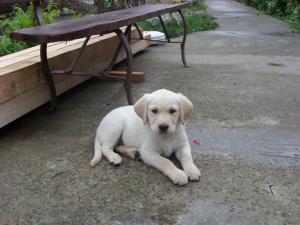 Vand pui labrador.Pret 120 euro neg!