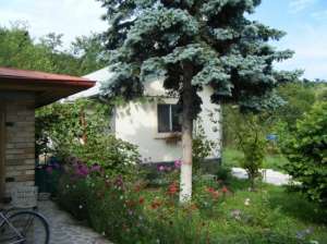 Vinzare 2 case, 2500 m2 gradina
