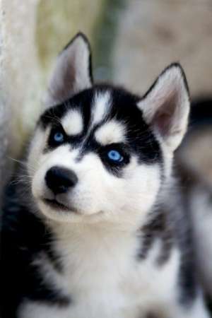 Adopt pui Husky Siberian,  femela