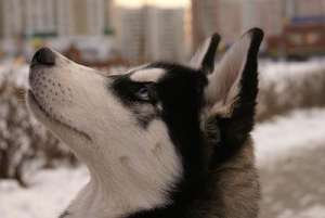 Adopt pui Husky Siberian,  femela