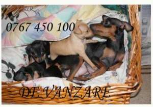 vand pinscher pitic de calitate la pret bun