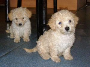 Vand bichon bolognez 550 lei