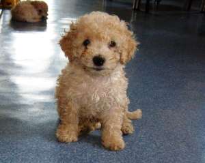 Vand bichon bolognezi