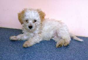 Vand bichon bolognezi