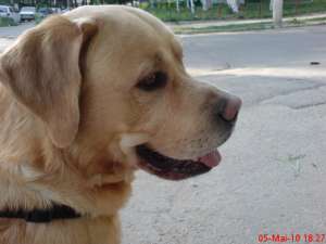 Ofer spre MONTA cel mai frumos mascul de Labrador Auriu !
