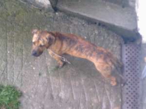 vand  PRESA CANARIO