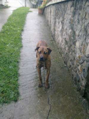 vand  PRESA CANARIO