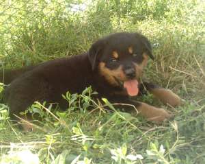 vand catei rottweiler