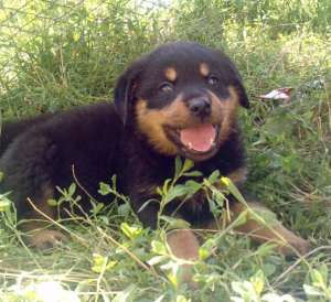 vand catei rottweiler