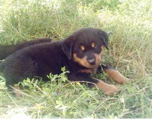 vand catei rottweiler