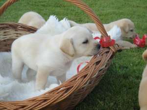 Vand pui labrador retriever aurii