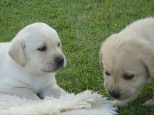 Vand pui labrador retriever aurii