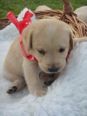 Vand pui labrador retriever aurii