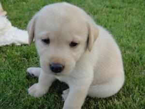 Vand pui labrador retriever aurii