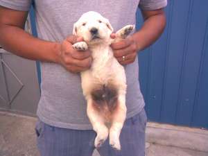 Catelusi golden retriever de vanzare