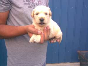 Catelusi golden retriever de vanzare