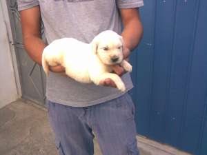 Catelusi golden retriever de vanzare