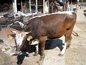 Vand vaca tanara la a 2-a fatare