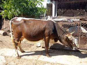 Vand vaca tanara la a 2-a fatare