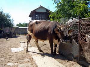 Vand vaca tanara la a 2-a fatare