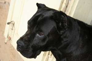 Vand Cane Corso