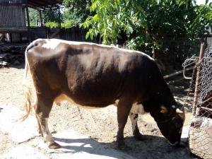 Vand vaca tanara la a 2-a fatare