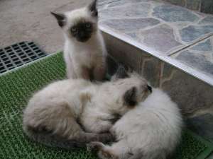 ofer spe vanzare 3 pisicute birmaneze