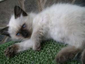 ofer spe vanzare 3 pisicute birmaneze