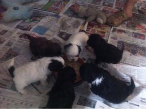 Catei shih-tzu ideali pt.copi.
