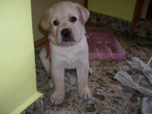 Vand labrador retriever cu pedigree
