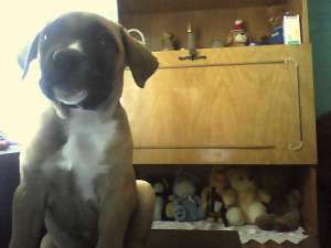 Vand pui amstaff