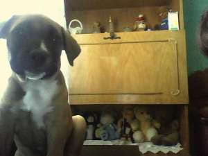 Vand pui amstaff