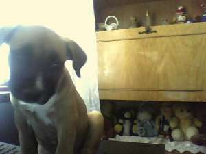 Vand pui amstaff