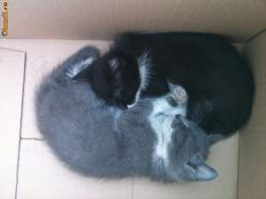 Urgent!!!!! Donez 2 puiuti pisica,  femele,  1-2 luni,  absolut superbe.