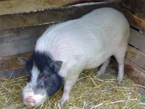 Porci Vietnamezi