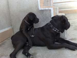 vand pui cane corso