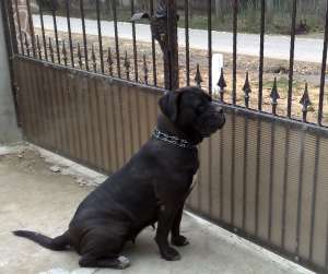 vand pui cane corso