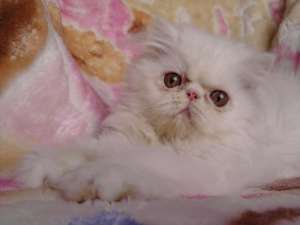 Persian kittens from cattery Persey Victory