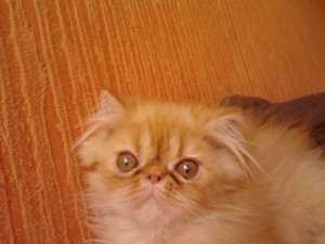 Persian kittens from cattery Persey Victory