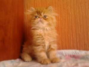 Persian kittens from cattery Persey Victory