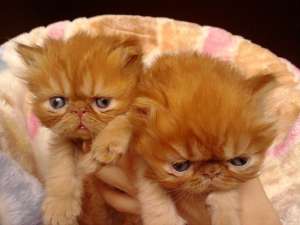 Persian kittens