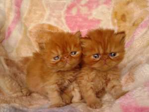 Persian kittens